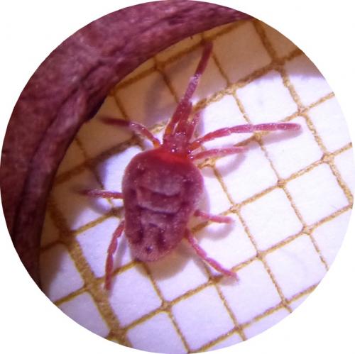 Réf. 200 405 : Allothrombium meridionale